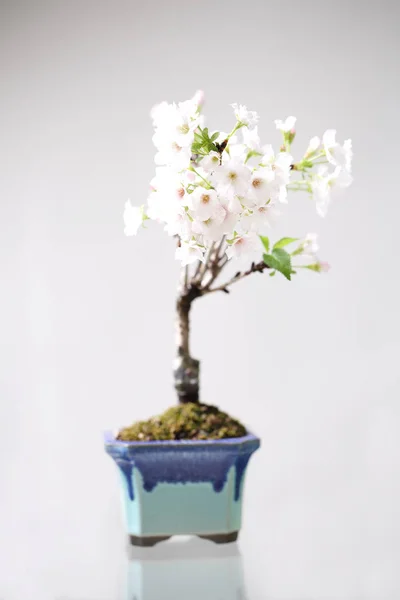 Flor de cerejeira, flor Sakura isolado no fundo whte — Fotografia de Stock