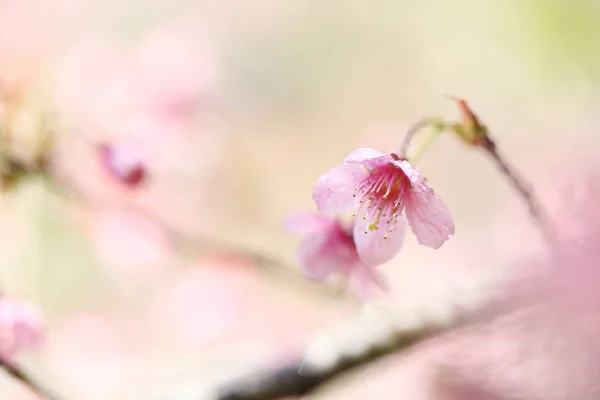 Flores de cerejeira, flor de sakura em close — Fotografia de Stock