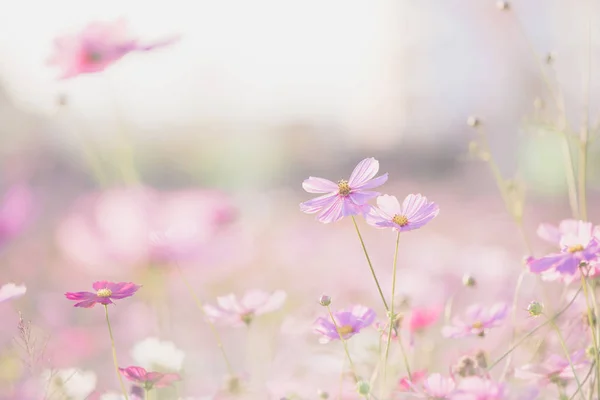 Růžový kosmu kvetení v poli — Stock fotografie