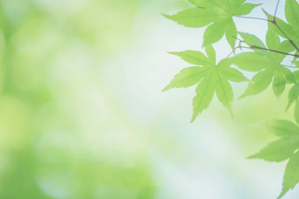 Maples leafs in green background — Stock Photo, Image