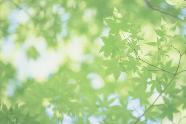 Кленовые листья на зеленом фоне — стоковое фото