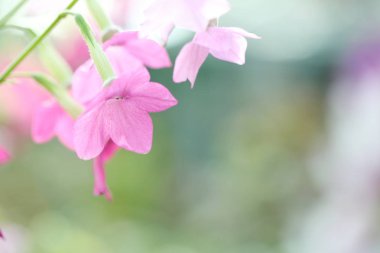 Prens de monaco pembe Gül çiçek yakın çekim