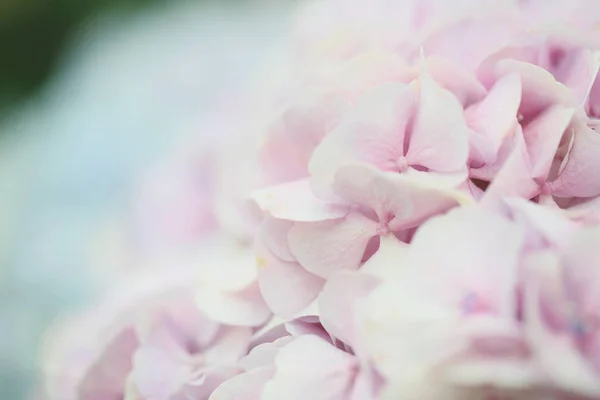 Hydrangea flower in close up — Stock Photo, Image