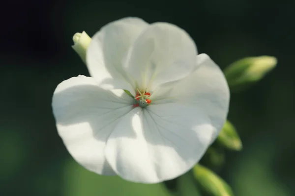 Flores brancas sedum em close-up — Fotografia de Stock