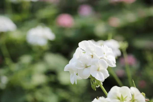 Белые седые цветы крупным планом — стоковое фото