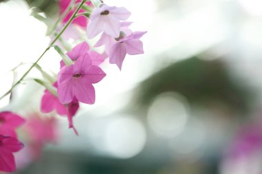 Prens de monaco pembe Gül çiçek yakın çekim