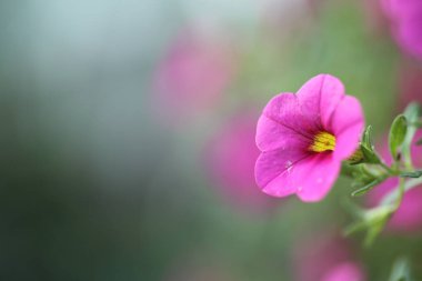 Prens de monaco pembe Gül çiçek yakın çekim