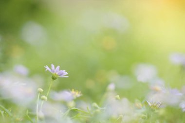 Yeşil zemin üzerine küçük mor çiçekler