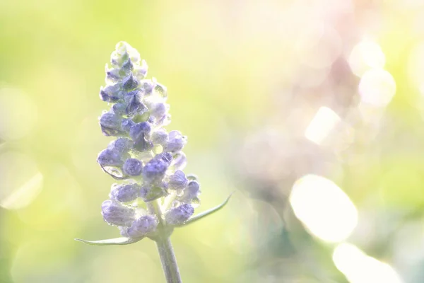 Fleur de lavande en gros plan avec fond vert — Photo