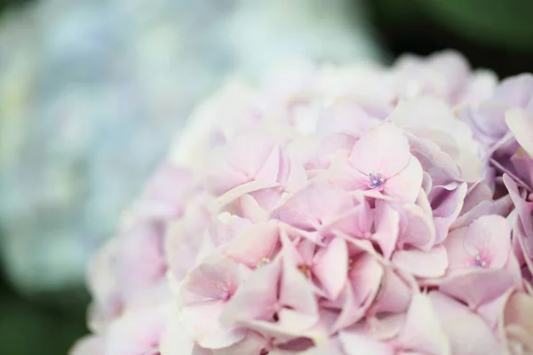 Hortensia bloem in close-up — Stockfoto