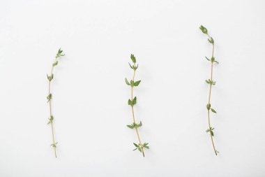 Beyaz arka planda izole kekik ot