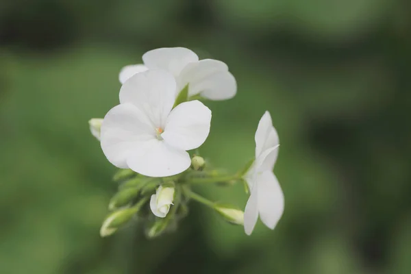Белый цветок вблизи на зеленом фоне — стоковое фото