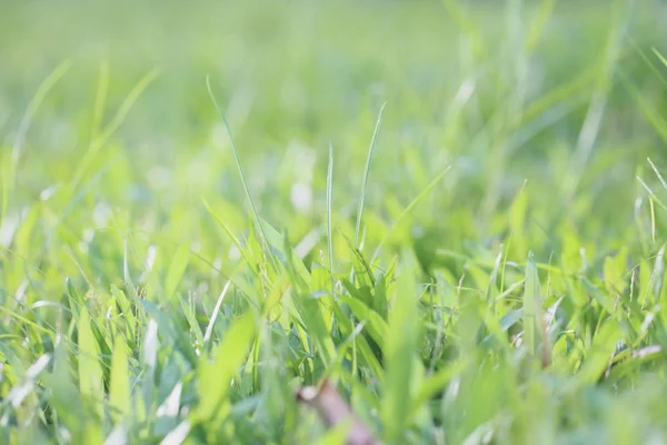 Grass background in close up — Stock Photo, Image