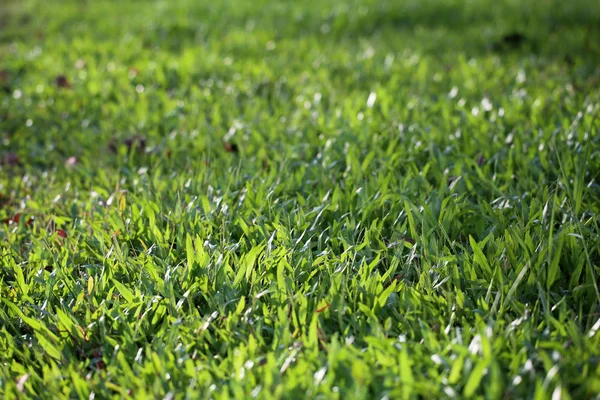 Çim arka planda yakın çekim — Stok fotoğraf