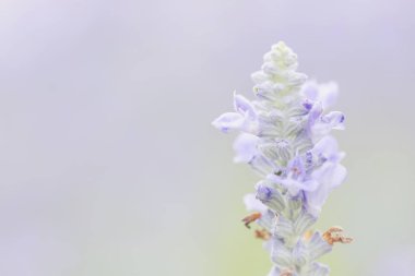 Lavanta çiçeği arka planda yakın çekim