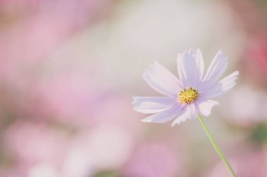 Cosmos çiçek yakın çekim yumuşak seçici odak günbatımı zemin üzerine