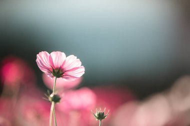 Cosmos çiçek yakın çekim yumuşak seçici odak günbatımı zemin üzerine