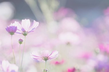 Cosmos çiçek yakın çekim yumuşak seçici odak günbatımı zemin üzerine