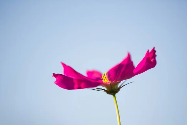 Cosmos Flower Close Sunset Background Soft Selective Focus — Stock Photo, Image