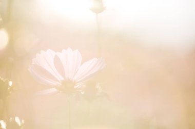 Cosmos çiçek yakın çekim yumuşak seçici odak günbatımı zemin üzerine