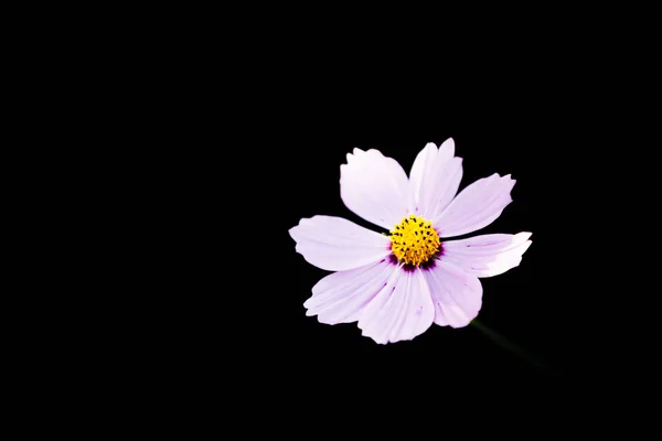 Cosmos Flower Close Sunset Background Soft Selective Focus — Stock Photo, Image