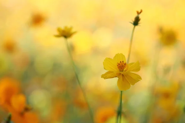 Жовта квітка впритул — стокове фото