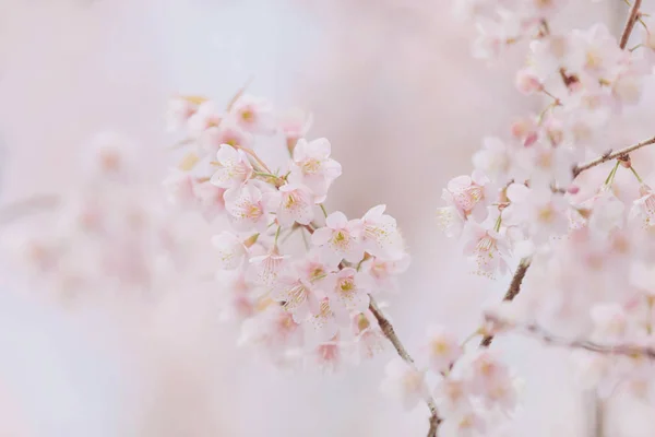 Cherry blossom rosa blommor, körsbär blommor i små kluster o — Stockfoto