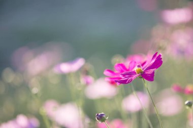 Cosmos çiçek yakın kadar yumuşak günbatımı arka plan üzerinde seçici 