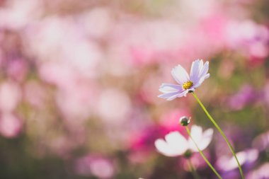 Cosmos çiçek yakın kadar yumuşak günbatımı arka plan üzerinde seçici 