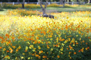 Sarı çiçek bahçesi Parkı