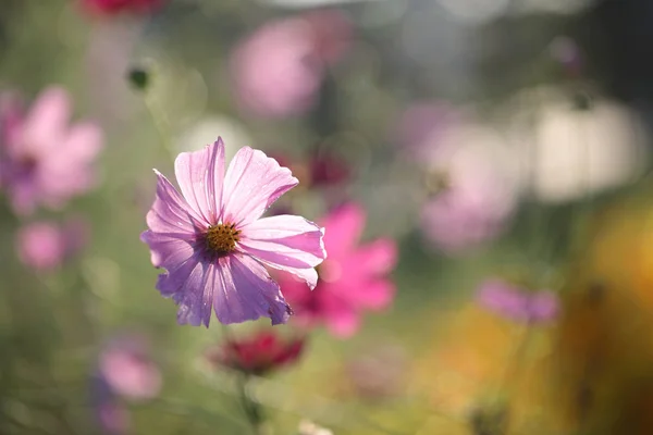 Cosmos flower in close up in nature background — Stock Photo, Image
