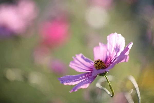 Cosmos flower in close up in nature background — Stock Photo, Image