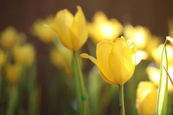Tulipa amarela em close-up — Fotografia de Stock