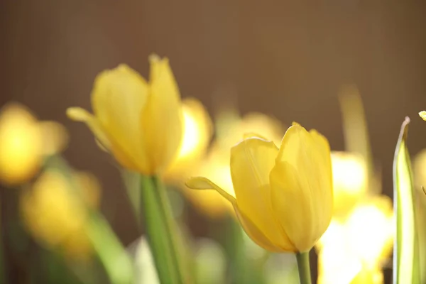 Tulipa amarela em close-up — Fotografia de Stock