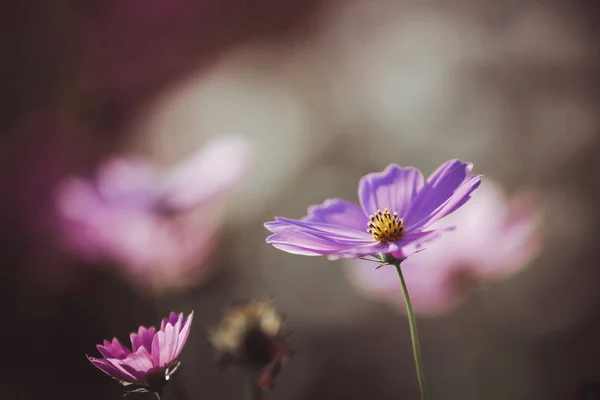 Cosmos çiçek yakın kadar yumuşak günbatımı arka plan üzerinde seçici — Stok fotoğraf