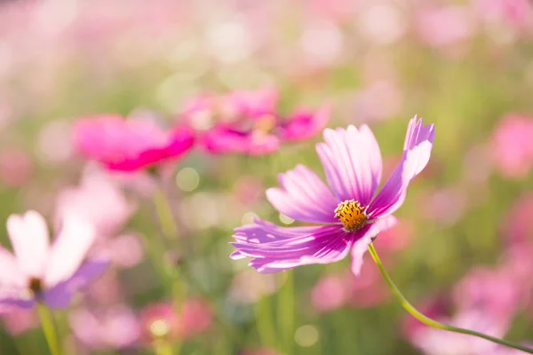 Cosmos flower close up on sunset background with soft selective — Stock Photo, Image