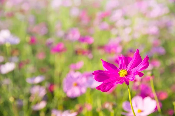 Cosmos flower close up on sunset background with soft selective — Stock Photo, Image