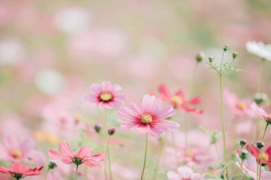 Kozmos çiçekleri arka planda vintage tarzı 