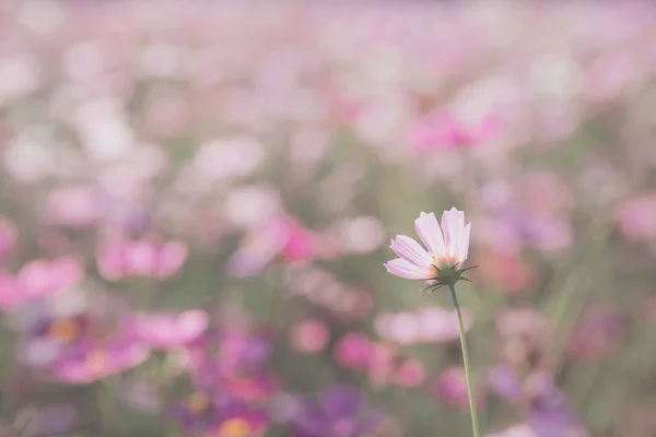 코스모스 꽃 가까이를 소프트와 일몰 배경에 선택 — 스톡 사진