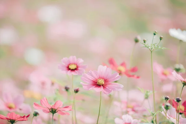 Cosmos flores fundo em estilo vintage — Fotografia de Stock