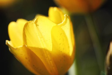 Sarı Lale yakın çekim 