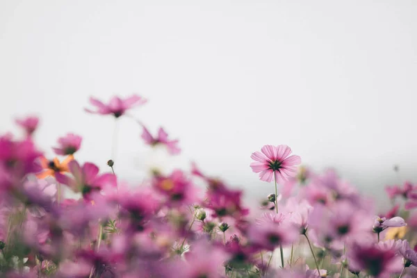 빈티지 스타일에 코스모스 꽃 배경 — 스톡 사진