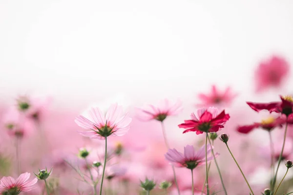 Cosmos flowers background in vintage style — Stock Photo, Image