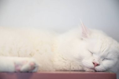 Şirin kedi gün zaman uyku