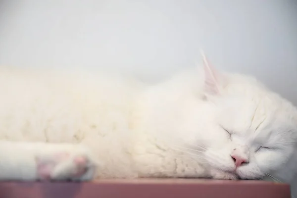 Lindo gato durmiendo en el día — Foto de Stock