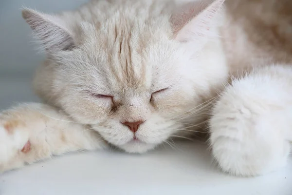 Lindo gato durmiendo en el día — Foto de Stock