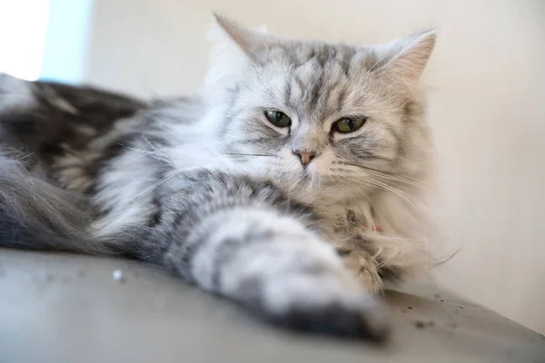 Niedliche Katze sieht entspannt aus — Stockfoto