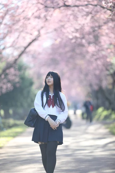 Japanese school girl dress looking sakura flower nature walkway — Stock Photo, Image