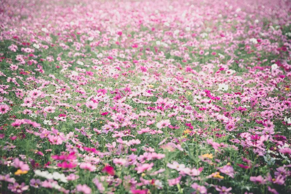Cosmos flowers background in vintage style — Stock Photo, Image