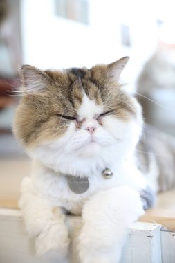 Şirin kedi seyir sakin ol